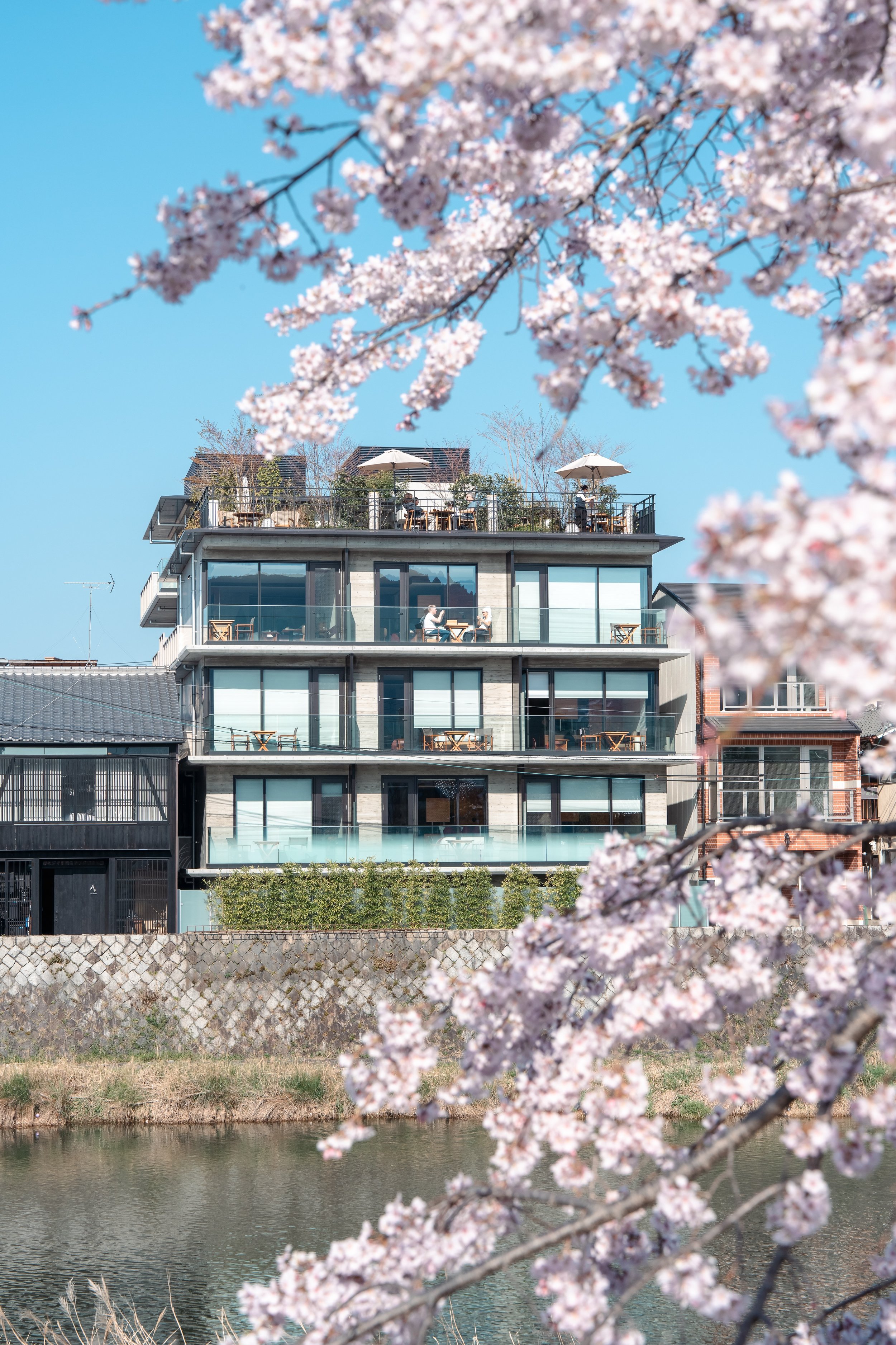 桜 古木の花台